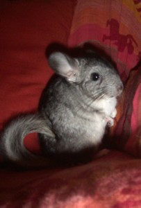 Mon ptit Kimi